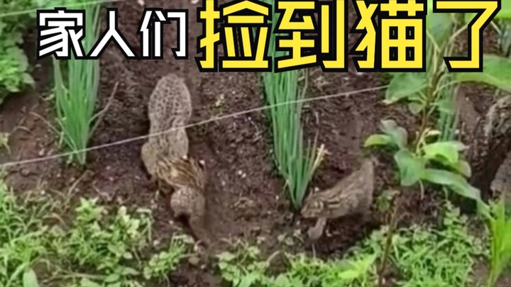 Ekosistem memang bagus, di ladang malah tumbuh kucing!!!