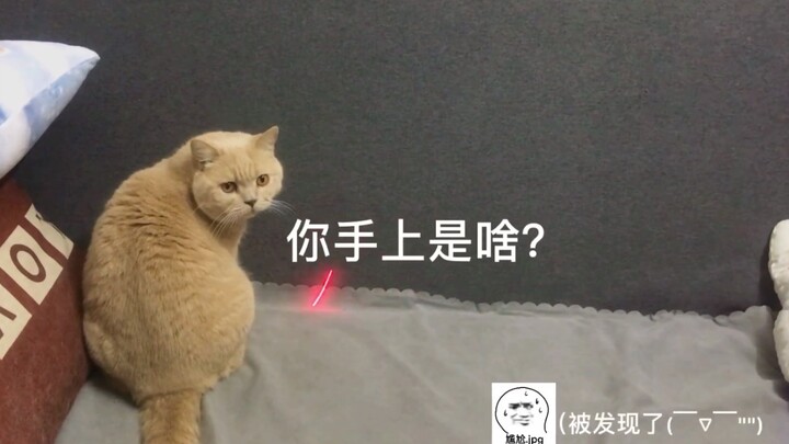 [Curry] When the cat realizes the laser pointer is being controlled by a human