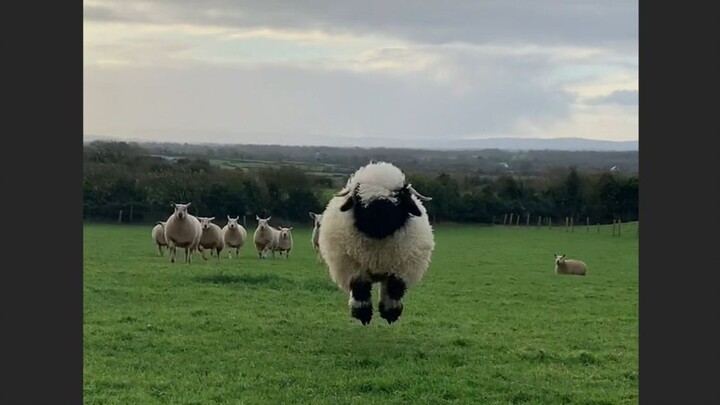 Tolong! Warnanya sudah hitam tinggal lubang hidungnya saja, tapi masih aja manis!