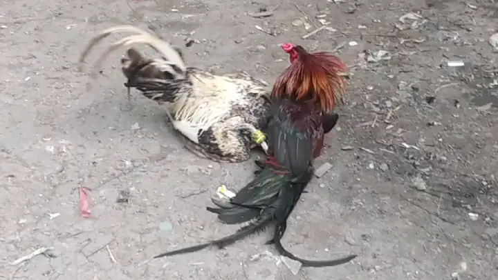 Bumaon Sa Lupa Yung Tari Bilibili