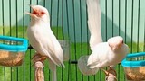 burung cantik dan mahal murai batu albino : dunia binatang