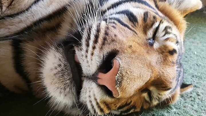 While the tiger’s asleep, really go for it.