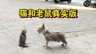猫和老鼠果然是一部记录片，这太形象了