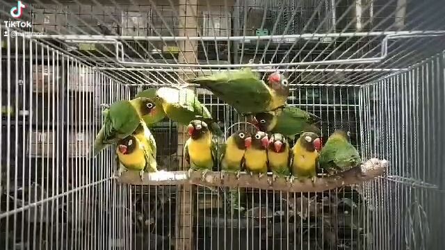African lovebirds. green personata