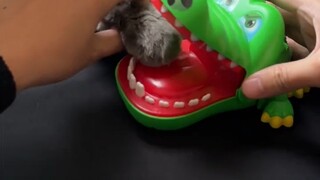 Kucing yang stabil