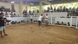 Polilio conchita white win vs. black