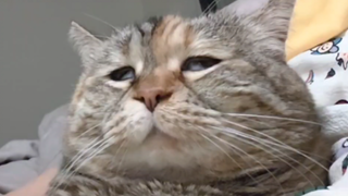 有的猫它睡不瞑目