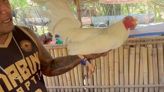 golden boy and tornado white