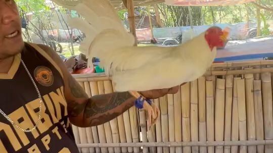 golden boy and tornado white