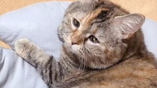 我被我尾巴打了……