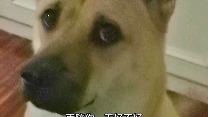 At night, Pineapple fussed several times. At first, I thought it needed to pee, but even after I ope