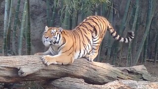 Cats Will Always Be Cats, No Matter How Big They Get