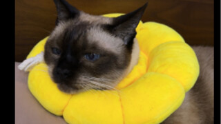 Medical Records of a 17-Year-Old Kitten