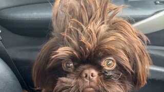一只发型略显潦草的狗狗...刚睡醒，有啥事？