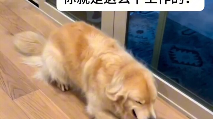 สุนัขปลอบใจ: โทษฉันไม่ได้จริงๆ!