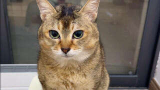 เมื่อเหล่าแมวเหมียวได้ลิ้มรสโยเกิร์ตแห้งเป็นครั้งแรก