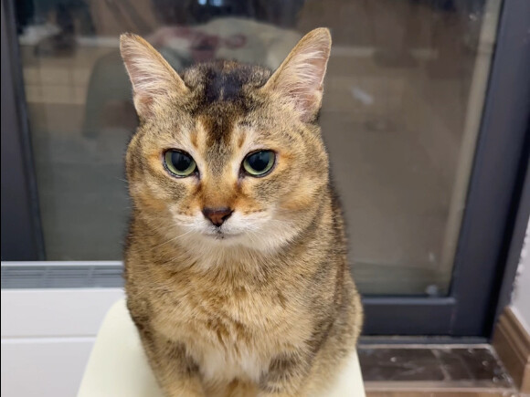 When cats try dried yogurt for the first time