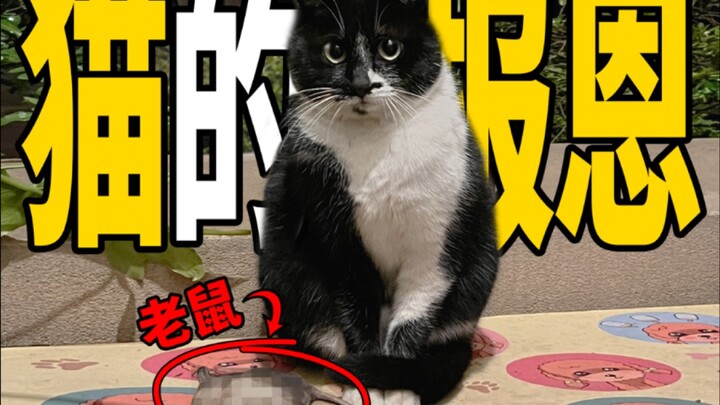 鼠鼠：所以我是你们play里的一环？