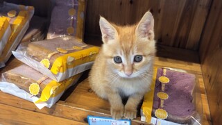 Saat belanja, menemukan kucing dengan harga 3,5 yuan!