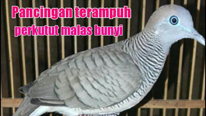 perkutut bangkok rumahan manggung gacor