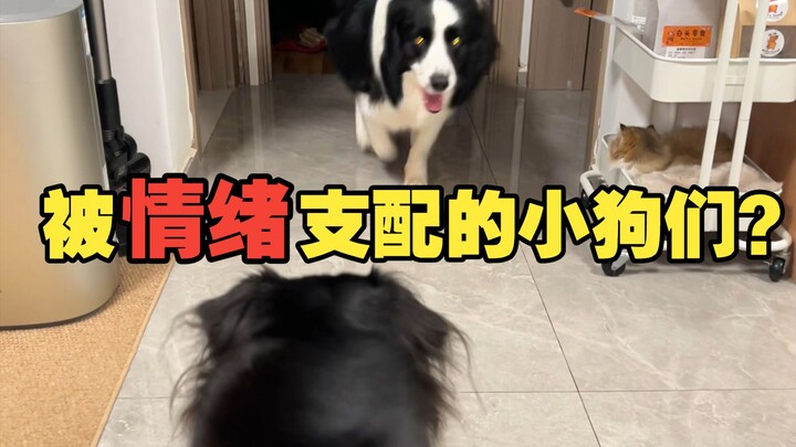 Cảm xúc của bạn có thể làm rung động trái tim chú cún!