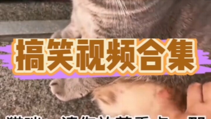 يبدو أن الكلب الذهبي يحب الاستحمام بهذه الطريقة...