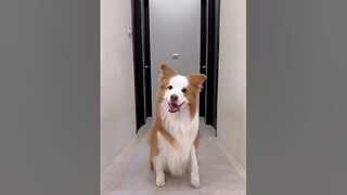 "Hãy xem tôi biểu diễn"