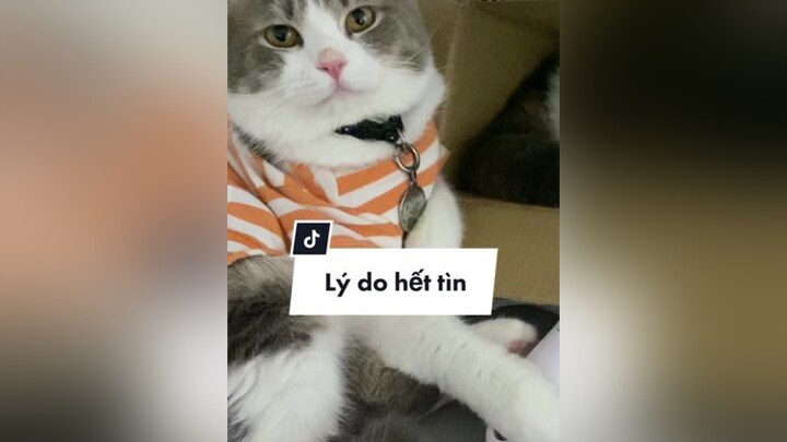 Dù rất vui khi Beo ăn nhiều lên nhưng cũng thấy rất tốn tìn 🥹 meo cat catsoftiktok