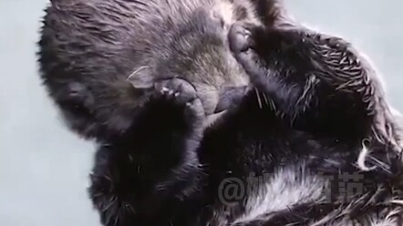 Tolong, si berang-berang laut kecil ini tidur dengan sangat menggemaskan~