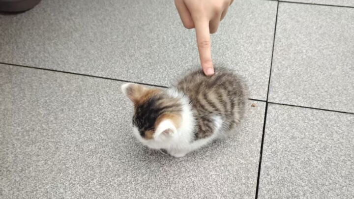 ‘🐱 Chú nhỏ tinh nghịch đáng yêu’