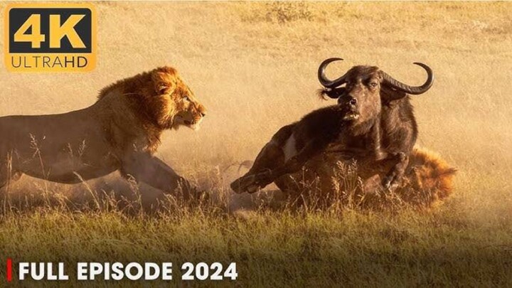 Lion Pride 2024 - Working Together To Survival  National Geographic Documentary (1080P_HD)
