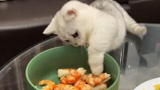 Mèo: Có phải không nuôi nổi tôi không?