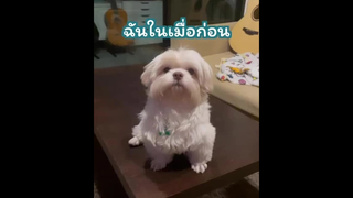 เอาจริงๆนะ นึกถึง กงยู ตลอดเลย 😂