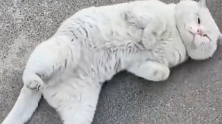 “Về việc mèo có thể hiểu được tiếng người”