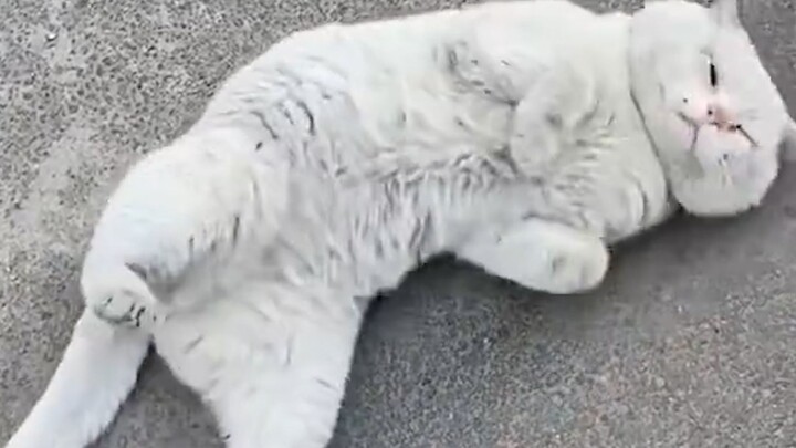 “Về việc mèo có thể hiểu được tiếng người”