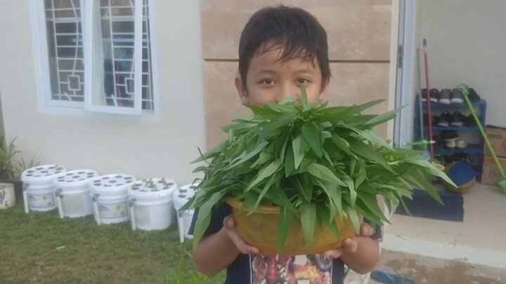 Kangkung #HIDROPONIK Sistem #KRATKY 17 Hari sudah Bisa Panen, Tanpa Listrik Tanpa Pompa