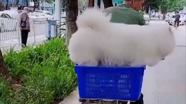 ซามอยด์หดตัวแล้ว ฮ่าๆๆ