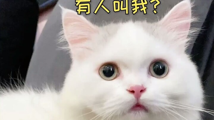 هيا اختبر جنسية قطتك!