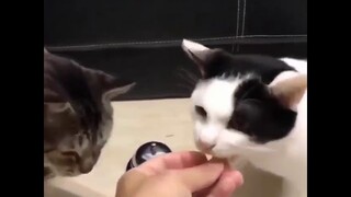 Cats rings bell for food