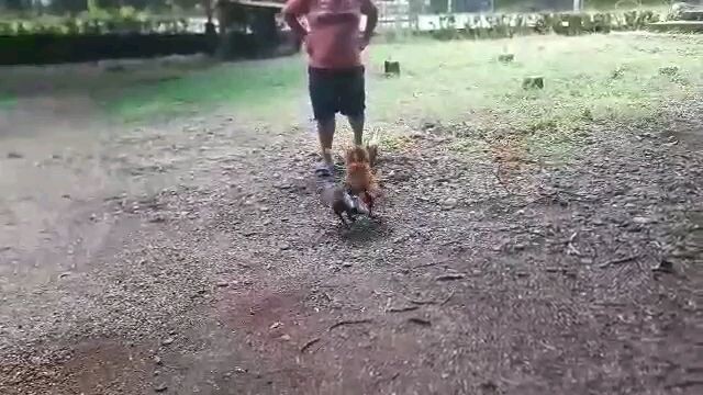 malutong naba pumalo pang fun run??