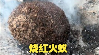 Red fire ants: Now they’re really like ants on a hot pan!