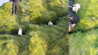 Some dogs disappear while running🤣🤣