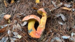 千万别吃了毒蘑菇的亏，猴哥带你识别真菌