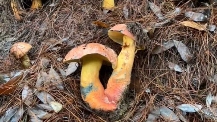 Jangan sampai dirugikan oleh jamur beracun, Kakak Monyet akan membantumu mengenali jamur sejati