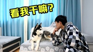 无聊在家一直盯着二哈看，二哈是什么反应？