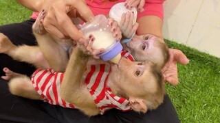 So Lovely Baby Lion & Sono Drinking Milk