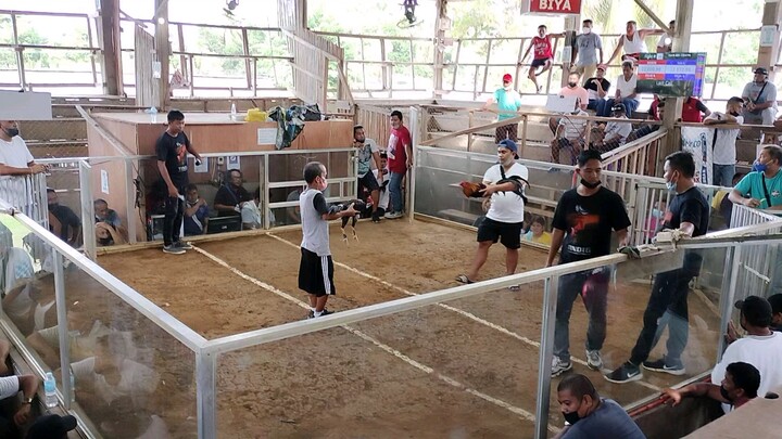 3cock derby last fight for champion