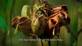 Những công viên quốc gia kỳ diệu EP 5 [Sub Việt]