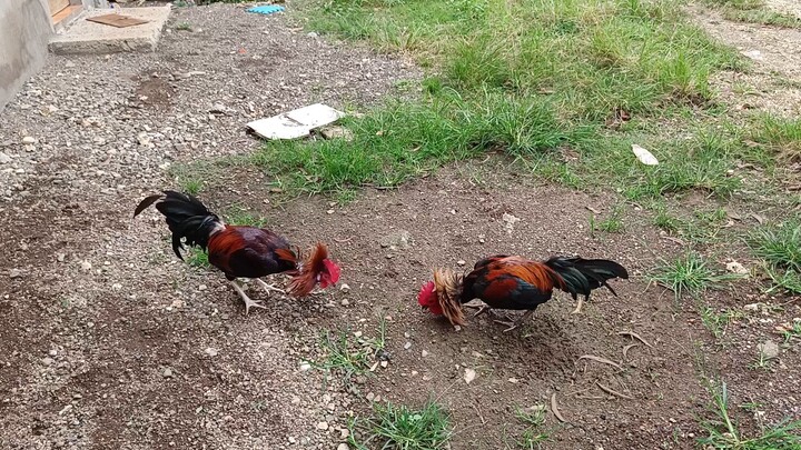 McLean Sweater VS Melsim Black