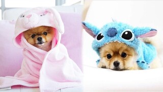 ♥Cute Puppies Doing Funny Things 2021♥ #9  Cutest Dogs